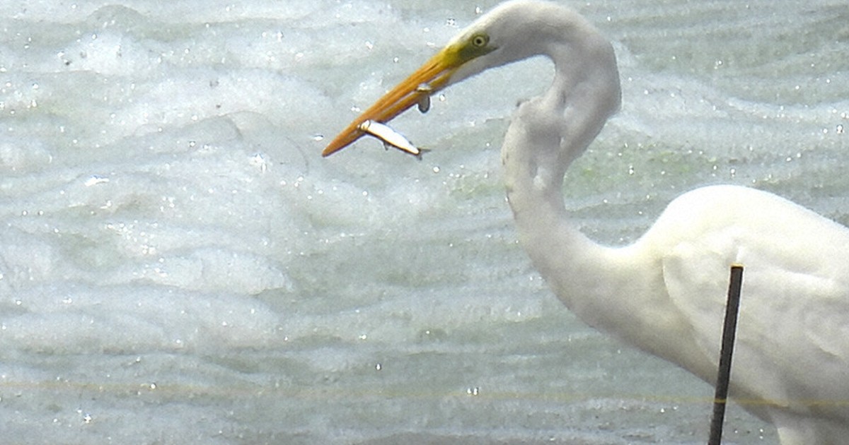 春の旅路　アユの遡上はじまる　上流ではサギが待ち構え　宮崎