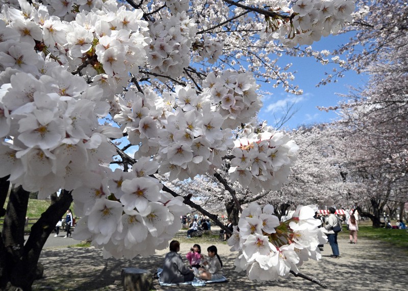 山形、平年より12日早く桜満開 名所に花見客続々 秋田も開花 | 毎日新聞