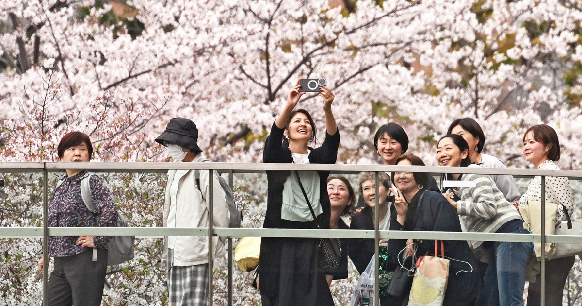 Unseasonal summer heat sweeps Japan amid peak cherry blossom season