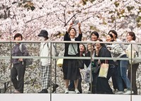 People take photos with cherry blossoms in the background in Minato Ward, Tokyo, April 5, 2026. (Mainichi/Natsuki Nishi)