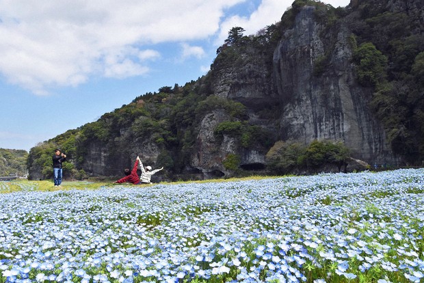 Japan Photo Journal: Nemophila flowers delight visitors in Oita