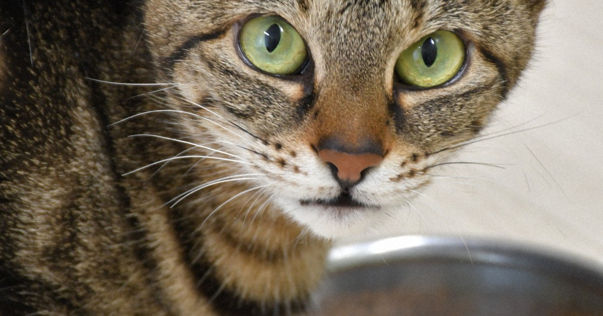 なぜ猫は餌を残すのか?　猫12匹の食事で見えた理由　岩手大