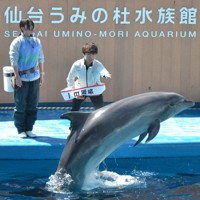 バンドウイルカにスピンジャンプのサインを出す佐藤駿選手（中央）＝仙台市宮城野区で2026年4月8日、山中宏之撮影