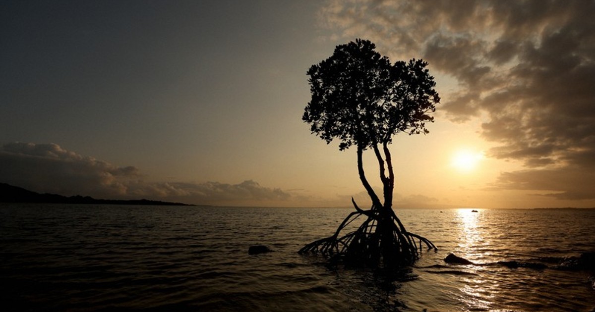 In Photos: Life, landscapes around lone mangrove on Ishigaki Island in Okinawa
