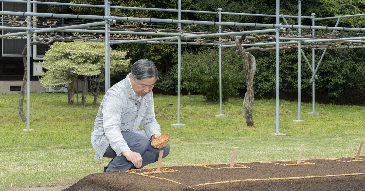 天皇陛下が苗代で種もみまき　昭和天皇が始めた皇居での稲作