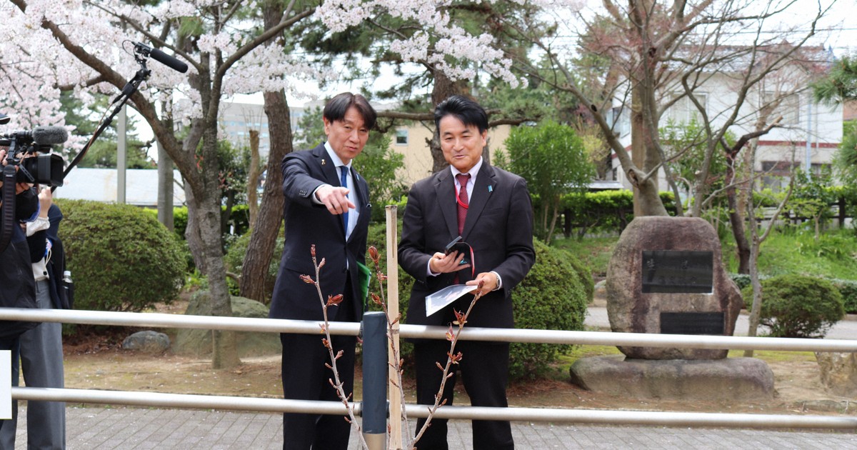 横田めぐみさん思い植樹した桜が1年経て成長　古木も花咲かす