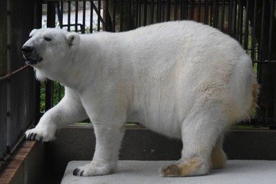 愛媛縣砥部動物園紅毛猩猩「相親」計畫募款順利，目標金額已達標