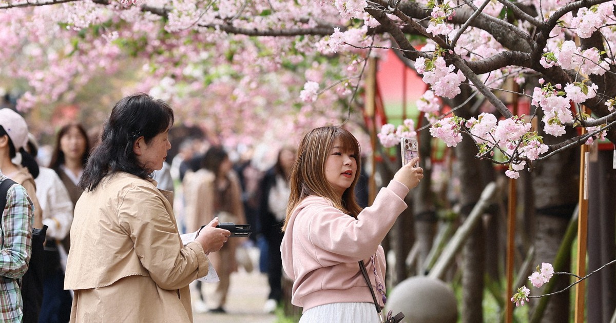 今年の一推しは「御衣黄」　桜の通り抜け始まる　大阪・造幣局