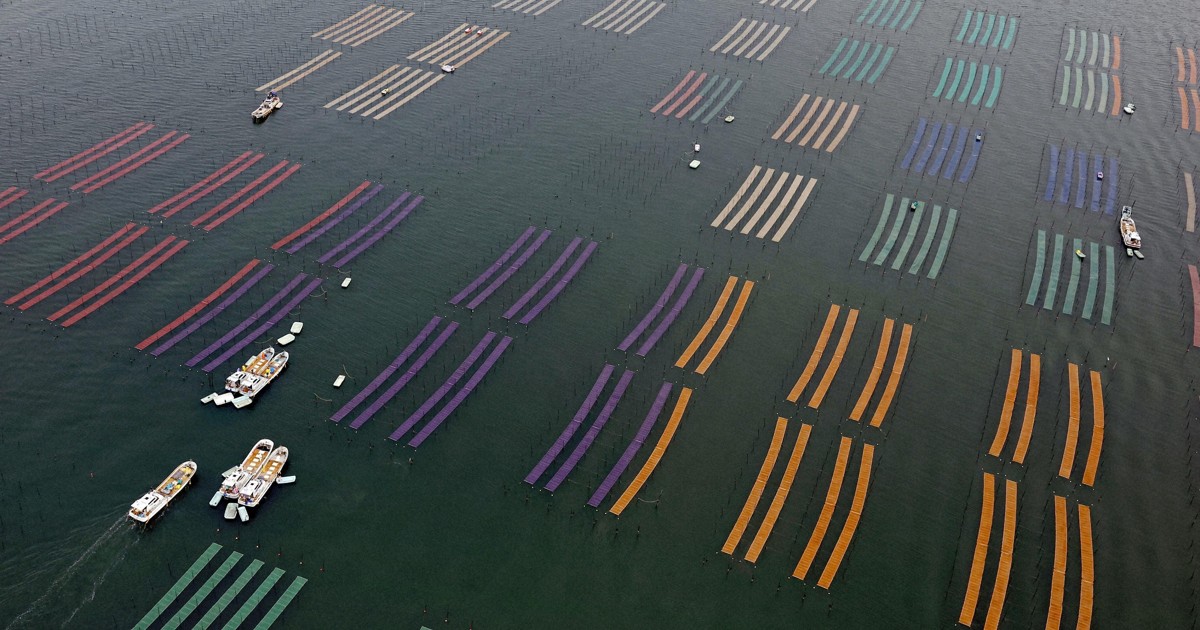 佐賀県産のり、4年ぶり日本一奪還へ　秋芽豊作で販売額過去最高