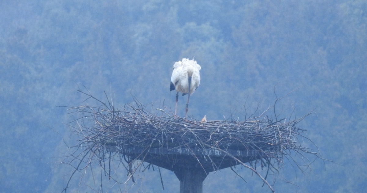 Easy Japanese news in translation: Baby storks hatched at school in Shimane Prefecture