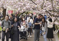 Visitors enjoy cherry blossom viewing at the Japan Mint in Osaka on April 9, 2026. (Kyodo)