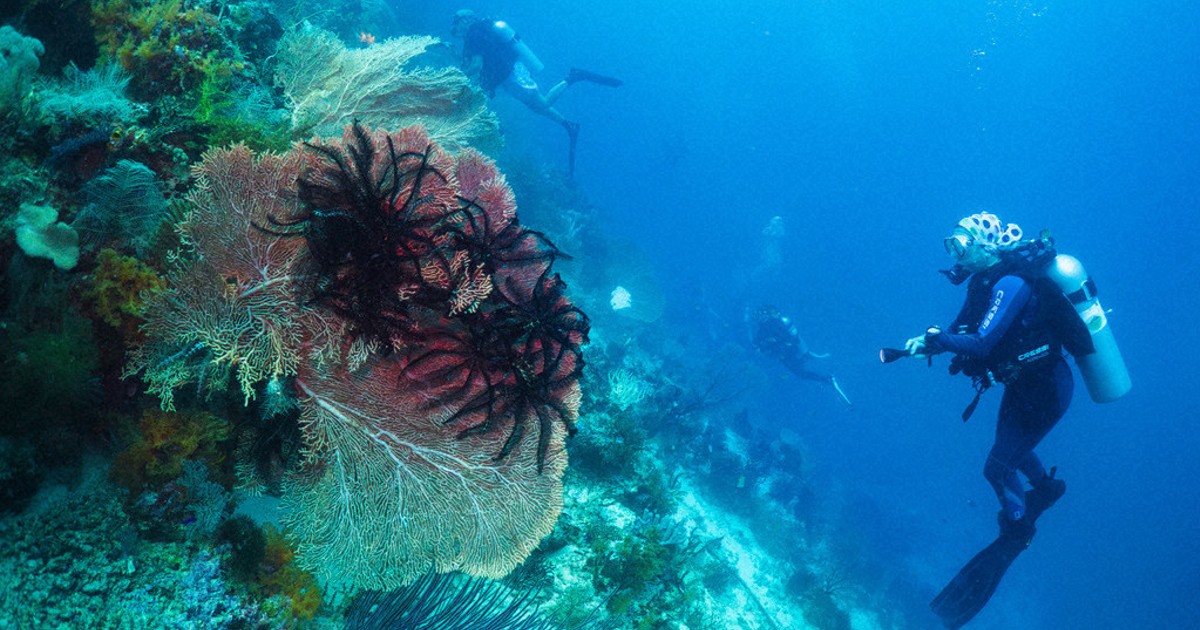 Ocean protections clash with mining pressure in Indonesia's most diverse marine ecosystem