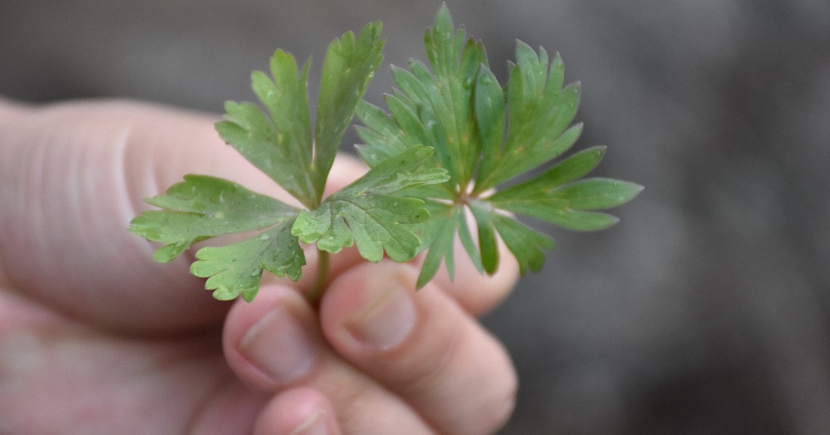 毒草の誤食相次ぐ　ヒグマ倒す猛毒、見分ける方法は？