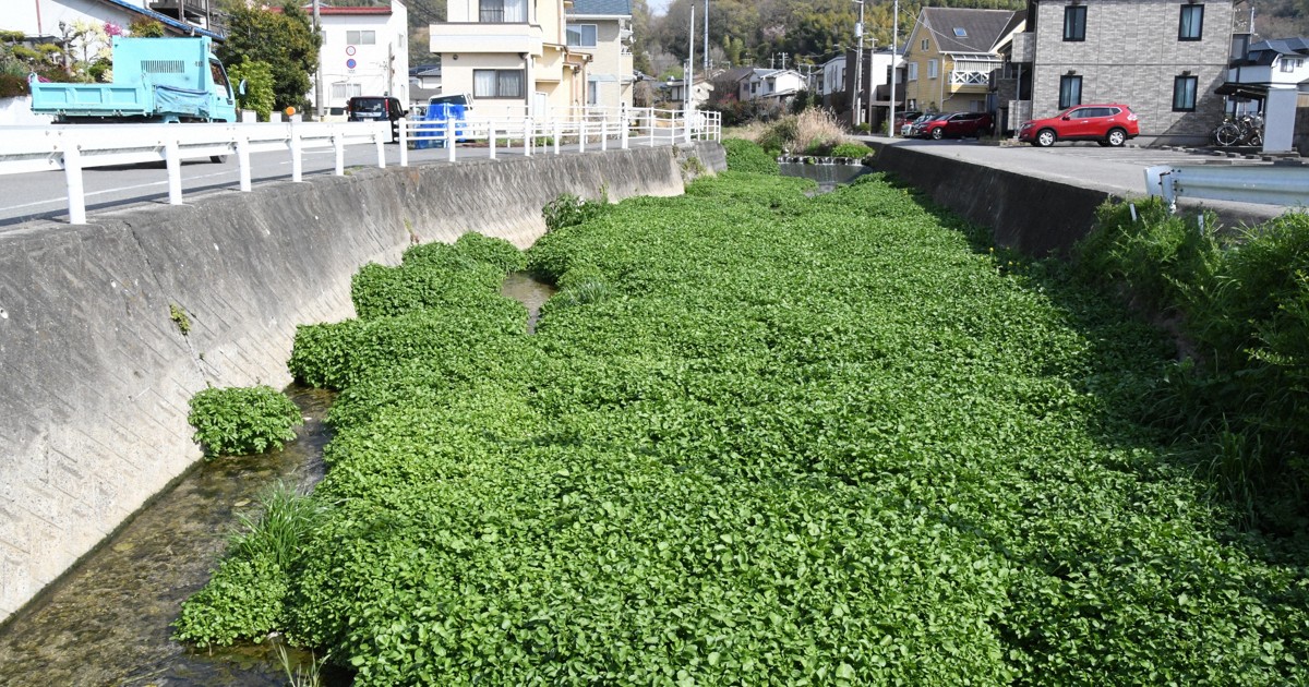 川に異変、クレソンが大繁殖　専門家が懸念するポイントは