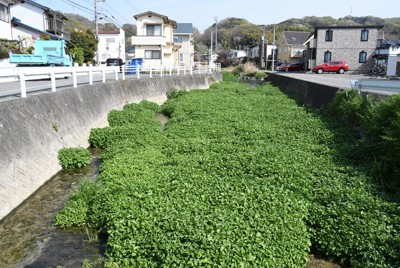 川に異変、クレソンが大繁殖　専門家が懸念するポイントは