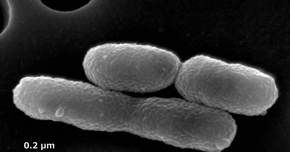 製紙廃液の「眠れる資源」からプラ原料生産　長岡技科大など開発