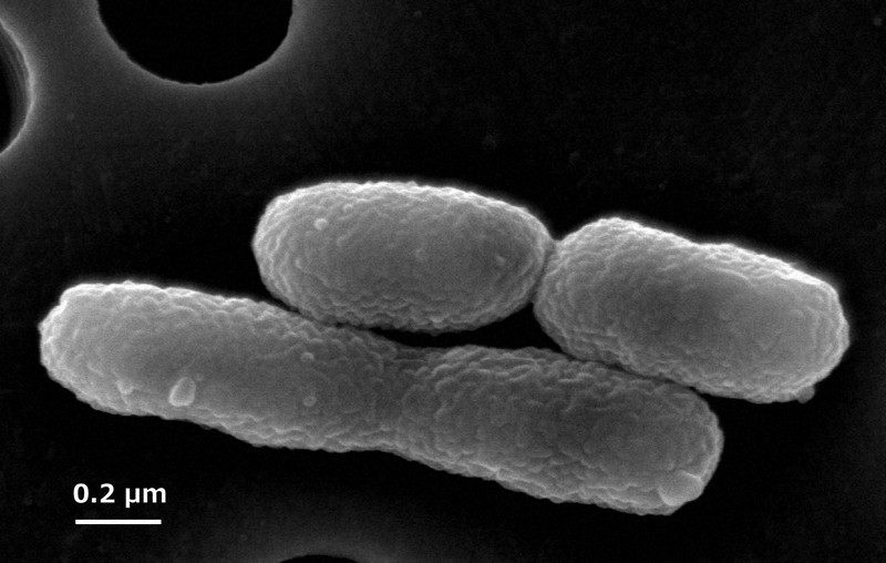 製紙廃液の「眠れる資源」からプラ原料生産　長岡技科大など開発