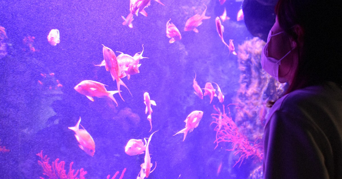 水中に「桜」満開　サクラダイ250匹の海中花見　仙台の水族館