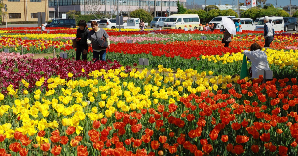 Japan Photo Journal: 50,000 tulips in full bloom in Chiba Pref.
