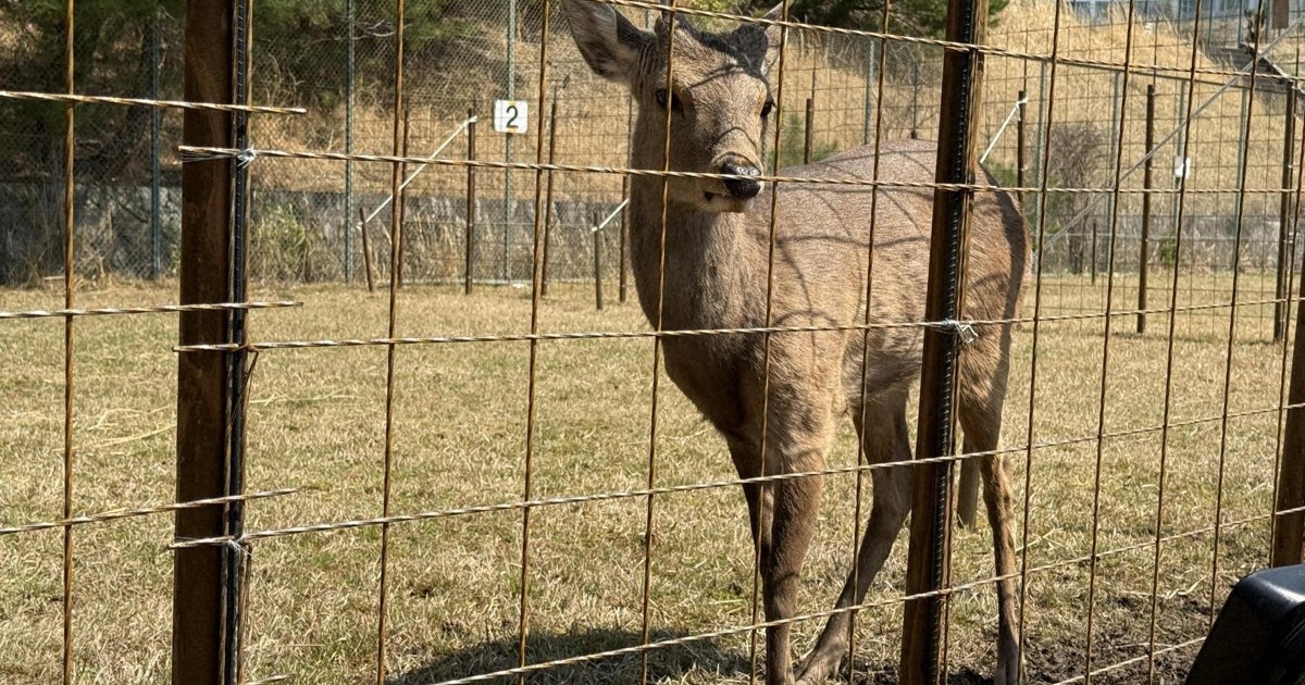 Easy Japanese news in translation: Deer captured in Osaka nicknamed 'Shikayan'
