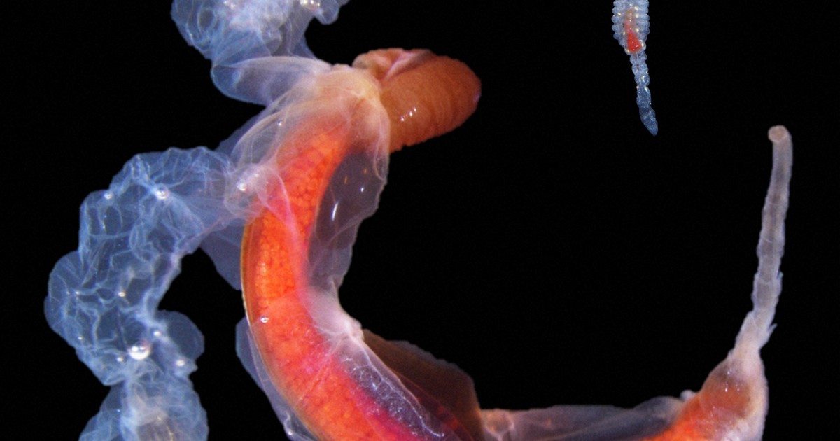 国内初　京大院生、カニヤドリムシ科の新属新種を発見