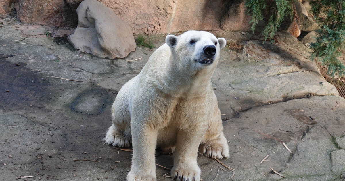 麻酔後に急死のホッキョクグマ「ゴーゴ」　ズーラシアが死因発表