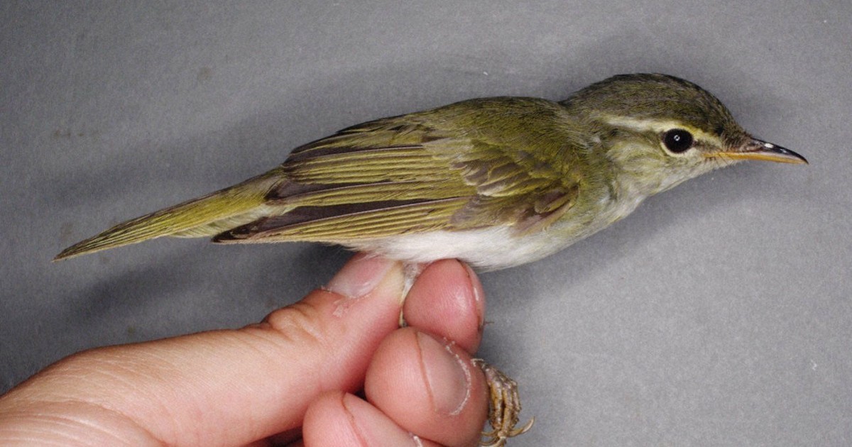 Japan gets 1st new bird species in 45 years after taxonomic split