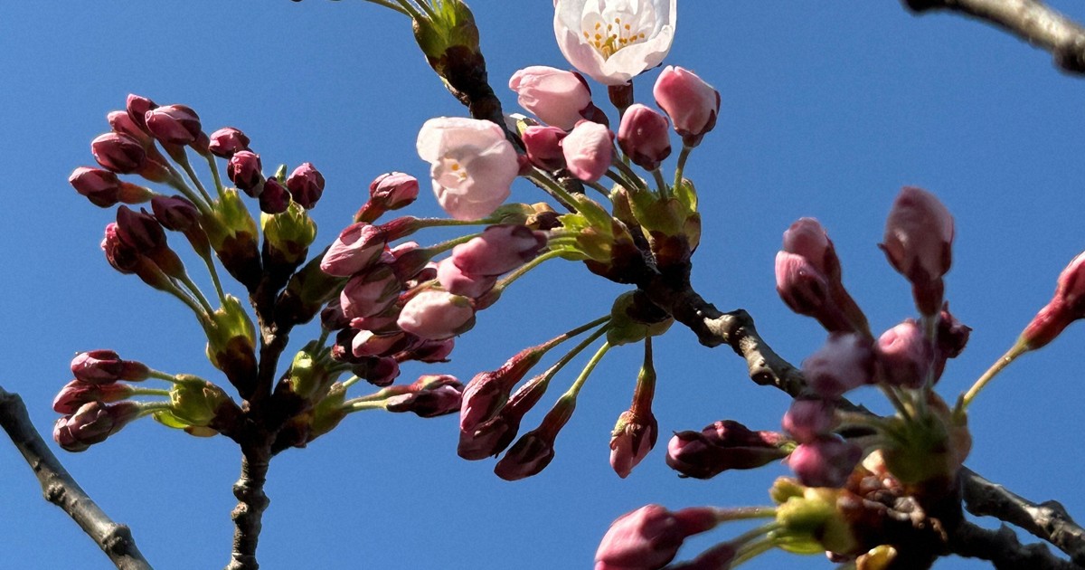 北海道にもサクラ前線、過去2番目の早さ　松前町で開花宣言