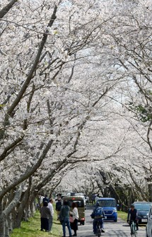 Lines of cherry trees in full bloom are seen in this April 3, 2026, file photo unrelated to the story. (Mainichi/Tadayuki Otake)