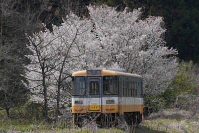 かつてのと鉄道を走っていたディーゼル列車と満開の桜＝石川県珠洲市で2026年4月11日、岩本一希撮影