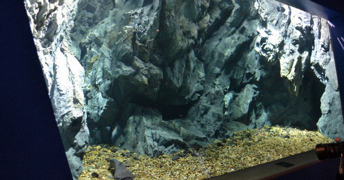 あるじのすみか」公開 オオナマズの水槽、再建完了 草津・琵琶博