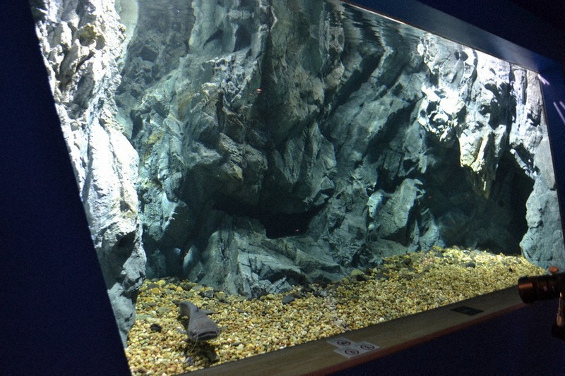あるじのすみか」公開 オオナマズの水槽、再建完了 草津・琵琶博