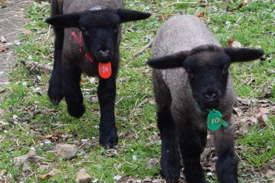 今シーズン生まれた羊の赤ちゃん＝山添村北野のめえめえ牧場で2026年4月9日、梅山崇撮影