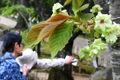 見ごろを迎えた「御衣黄」＝奈良市の春日大社万葉植物園で、山口起儀撮影