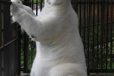 来園者に元気な姿を見せるホッキョクグマのピース＝愛媛県砥部町の同県立とべ動物園で2026年4月7日、目野創撮影