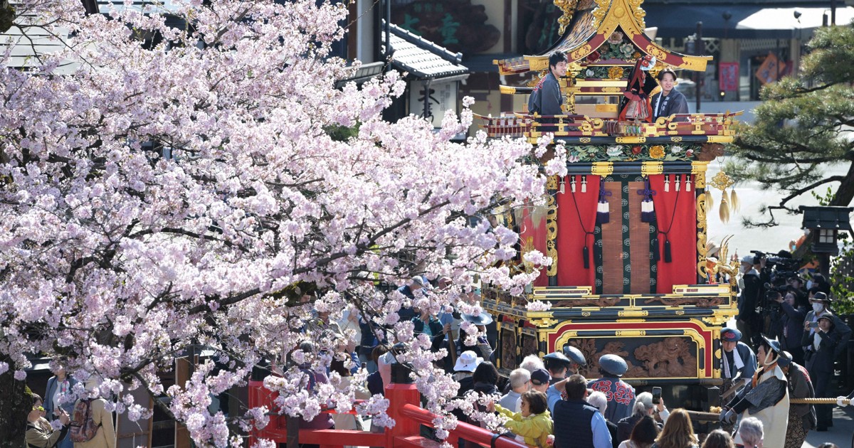 華麗な祭り屋台12台が集結　満開の桜の下、春の高山祭始まる