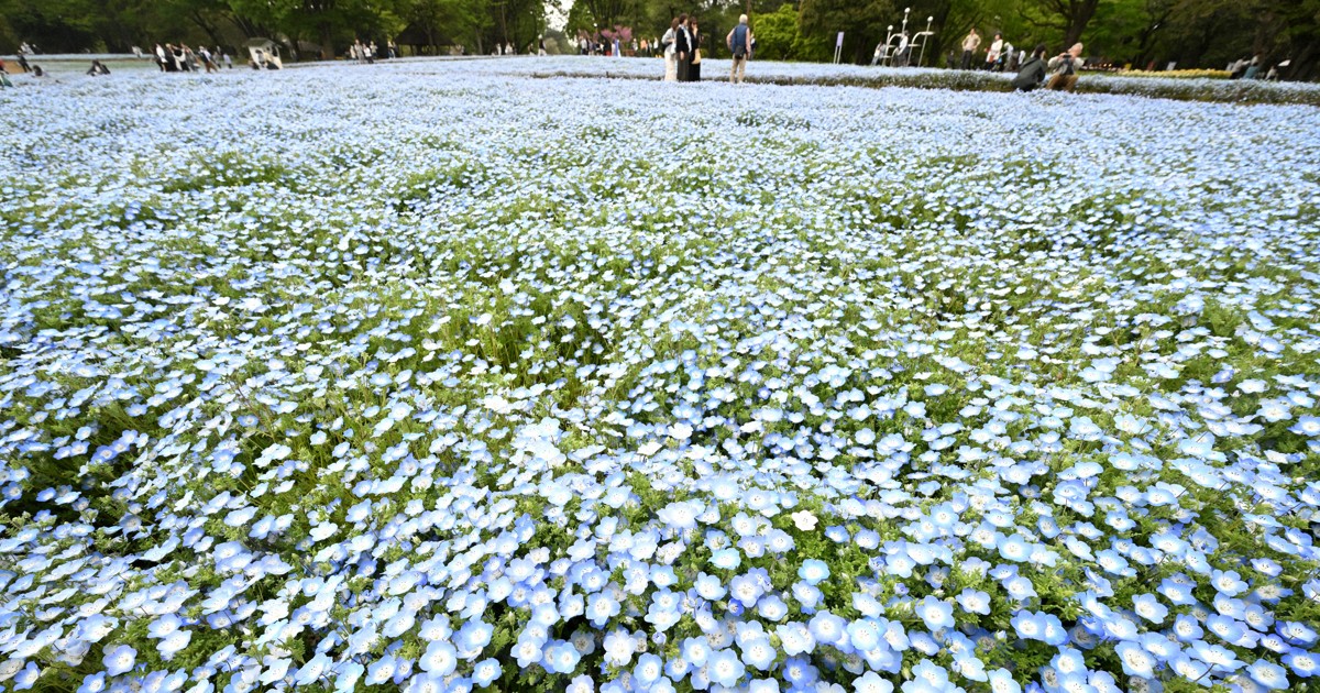 空と青いじゅうたんの共演　春風に揺れるネモフィラ