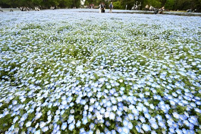 昭和紀念公園虞美人花盛開，初夏風中搖曳
