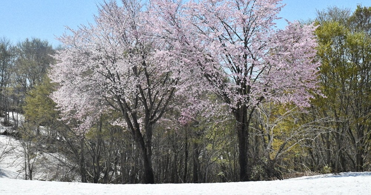 魚沼に春 雪と桜 貴重な共演 福山峠 19日まで ／新潟 | 毎日新聞