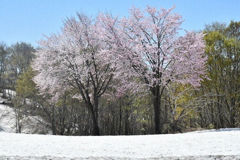 魚沼に春 雪と桜 貴重な共演 福山峠 19日まで ／新潟 | 毎日新聞