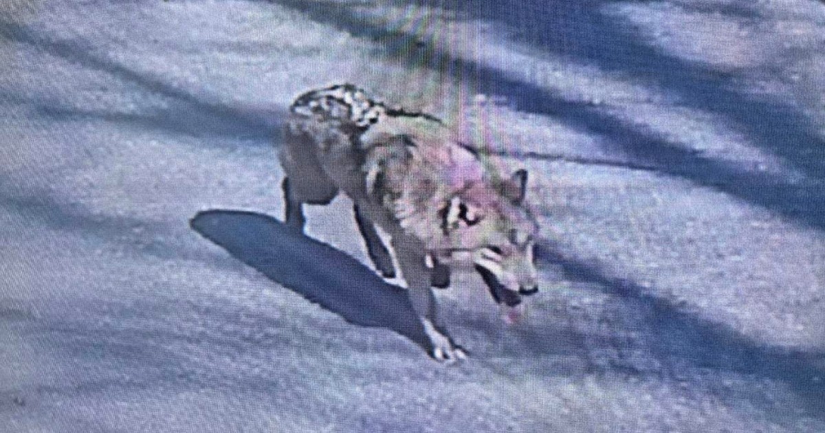 麻酔銃外れ捕獲失敗　1週間逃げ続けるオオカミの行方は　韓国