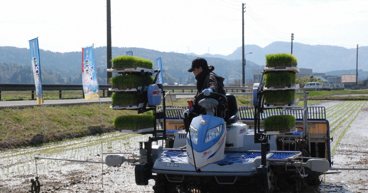 葉月みのりの田植え開始「おいしい新米届けたい」　新潟・柏崎
