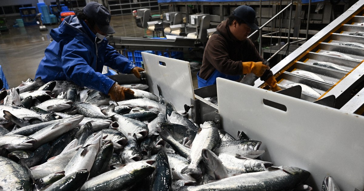 生産量日本一の宮城で養殖ギンザケ初水揚げ　シーズン到来　女川