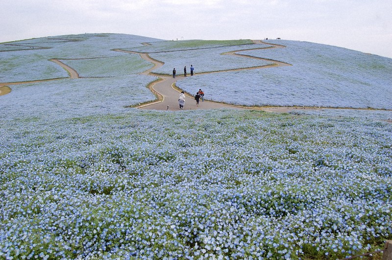 見ごろ迎えるネモフィラの早朝鑑賞ツアー 茨城・ひたち海浜公園 | 毎日新聞