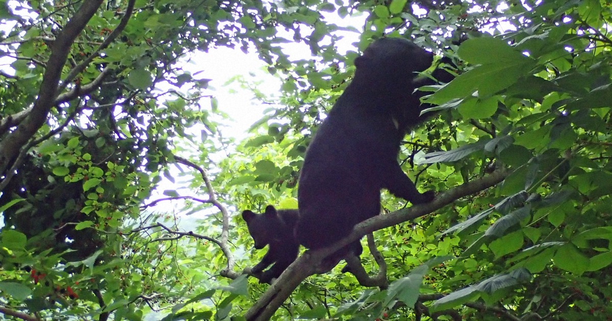 クマのフン、サクラの温暖化逃避に重要な役割　森林総研など調査