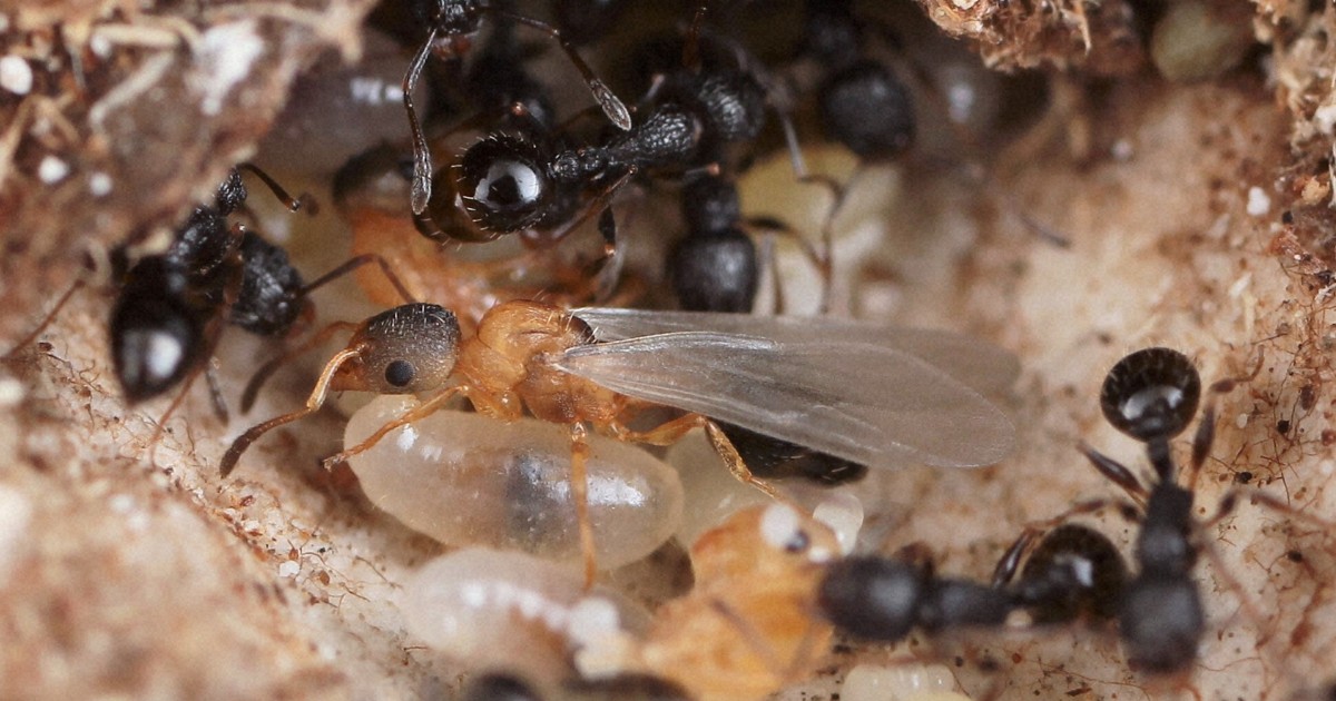 「女王」しか存在しないアリ、世界初報告　日本生息の希少種
