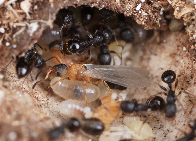 羽化したてのキノムラヤドリムネボソアリ（中央の羽が生えたアリ）、周りはすべてハヤシムネボソアリの働きアリ＝木野村恭一さん撮影、森林総合研究所提供