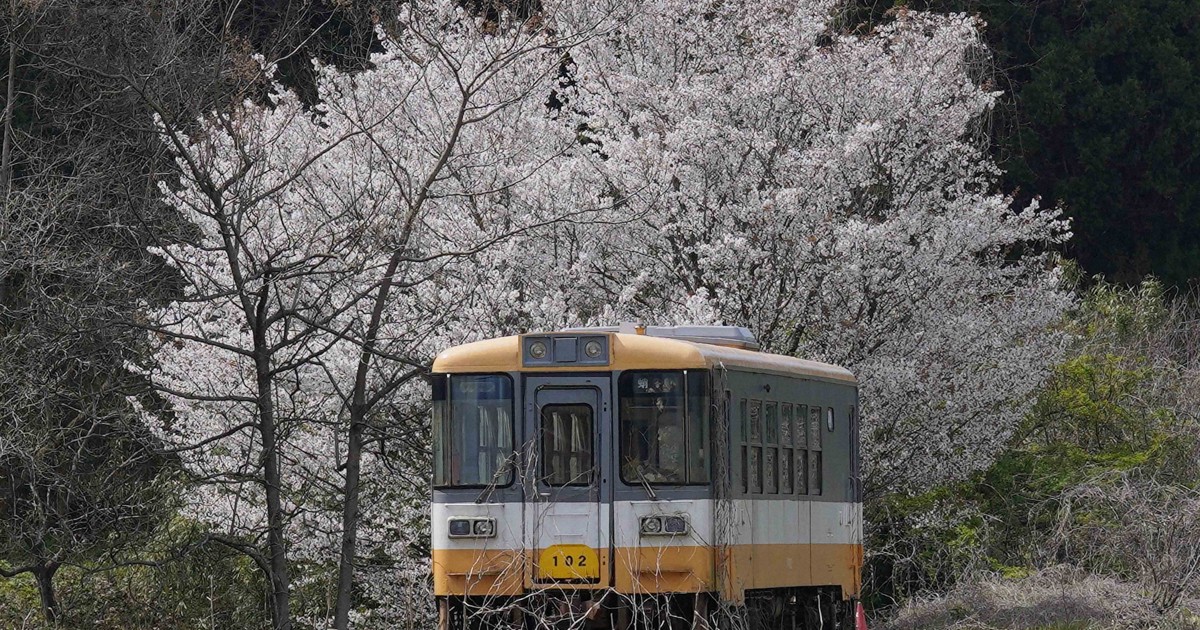 Cherry blossoms bloom beside old diesel train on Noto Line in Japan's Ishikawa Pref.