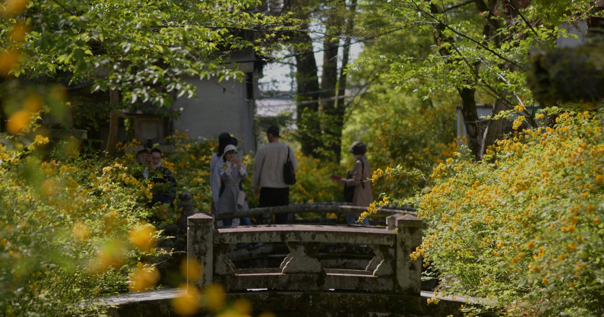 松尾大社でヤマブキ見ごろ　3000株の黄と緑、鮮やかに　京都