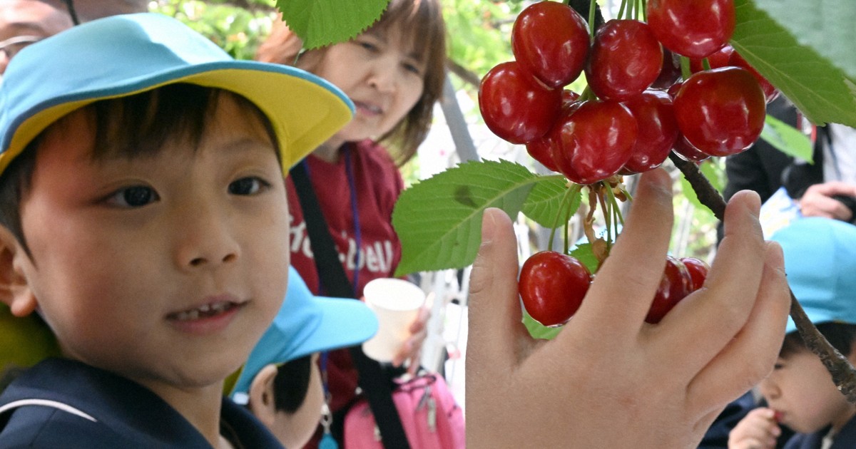一足早く初夏の味　温室でのサクランボ狩り始まる　山形・東根